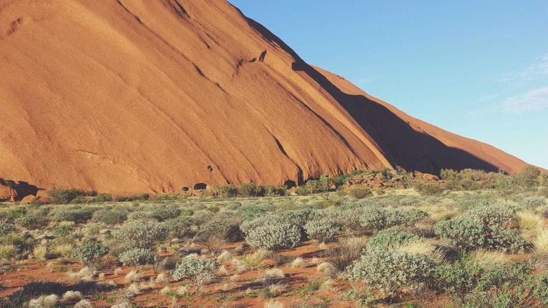 D.C.'s Cherry Blossoms Just Hit the Earliest Peak Bloom on Record — and Nobody Is Celebrating That