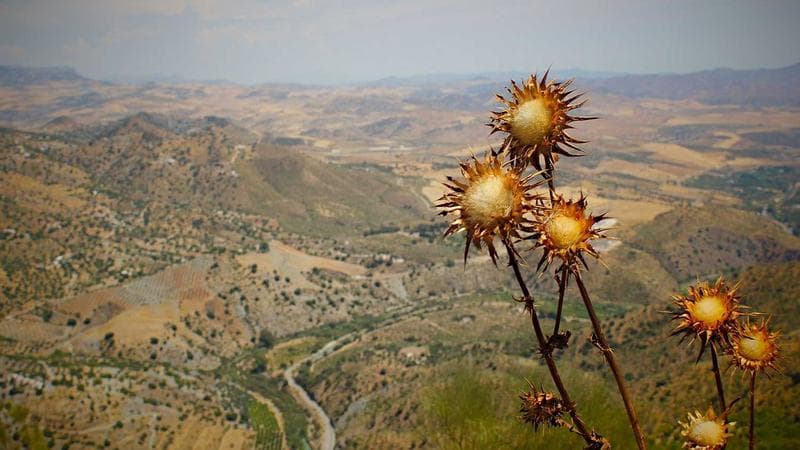 The Chappell Roan Brazil Situation Is Messier Than the Headlines Made It Look